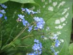 brunnera-macrophylla-langtrees-2