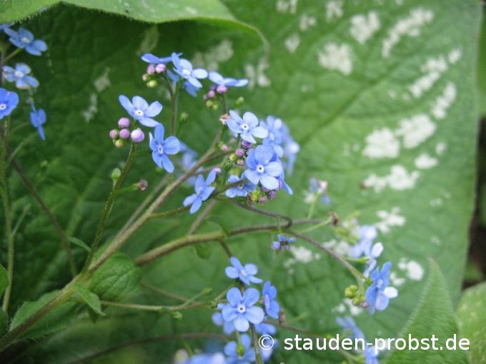 Brunnera macrophylla 'Langtrees' - Kaukasusvergißmeinnicht