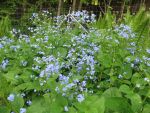 brunnera-macrophylla-langtrees-3