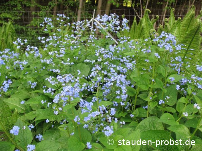 Brunnera macrophylla 'Langtrees' - Kaukasusvergißmeinnicht