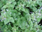 brunnera-macrophylla-langtrees