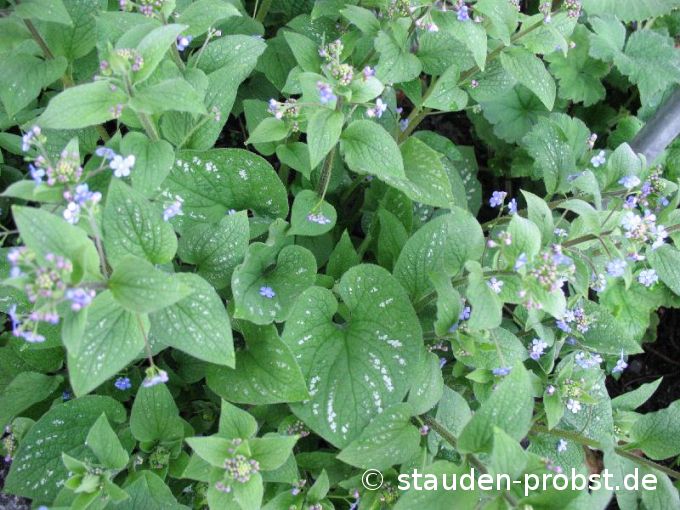Brunnera macrophylla 'Langtrees' - Kaukasusvergißmeinnicht