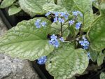 brunnera-macrophylla-silverlace