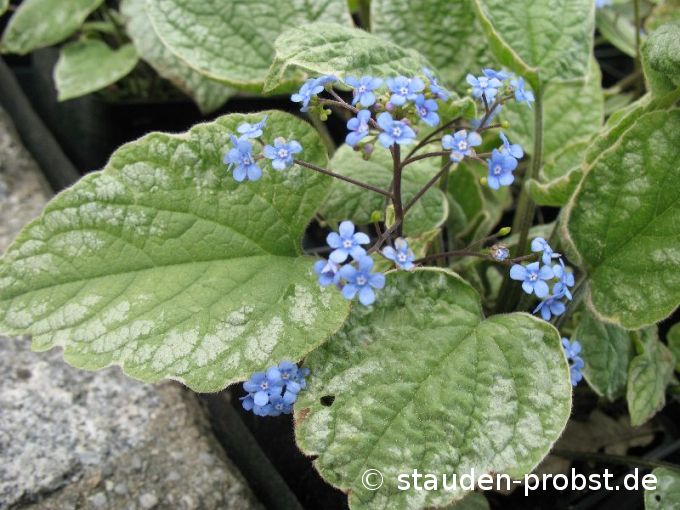 Brunnera macrophylla 'Silverlace' - 
Kaukasusvergißmeinnicht