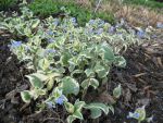 brunnera-macrophylla-variegata-2