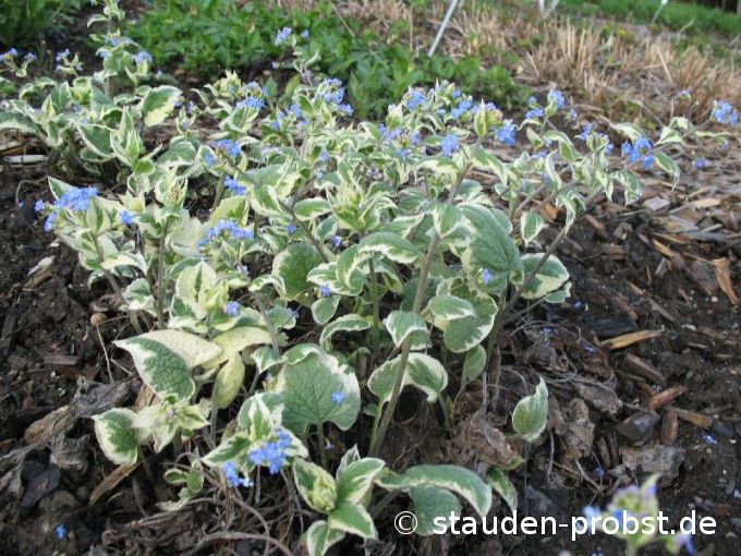 Brunnera macropfylla 'Variegata' - Kaukasusvergißmeinnicht