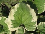 brunnera-macrophylla-variegata