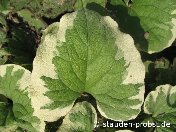 Brunnera macrophylla 'Variegata' - Kaukasusvergi&szlig;meinnicht