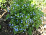 brunnera-macrophylla