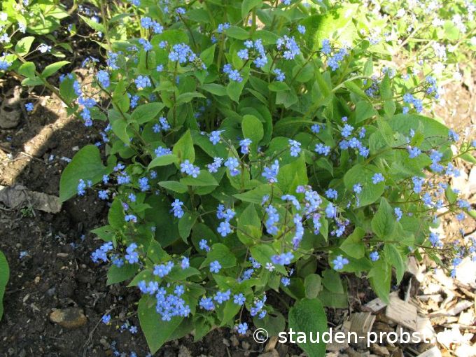 Brunnera macrophylla - Kaukasusvergi&szlig;meinnicht