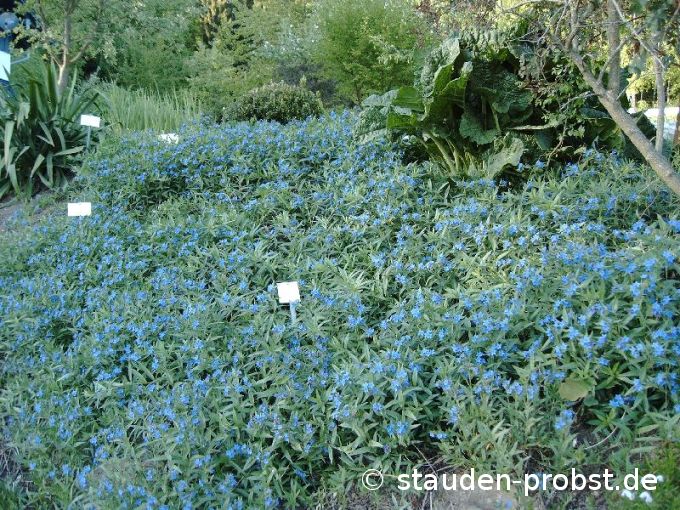 Buglossoides purpurocaerulea - Purpurblauer Steinsame