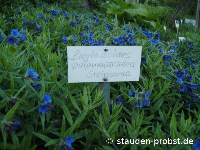 Buglossoides purpurocaerulea - Purpurblauer Steinsame