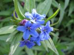 buglossoides-purpurocaerulea-5