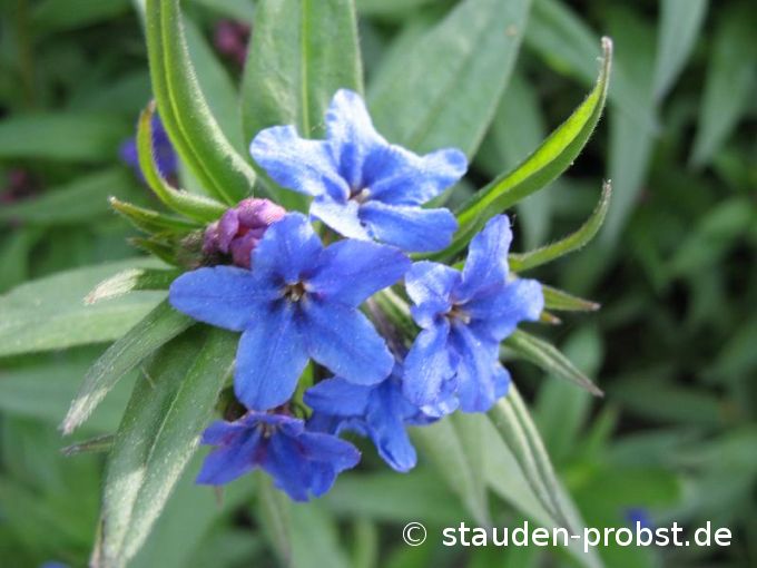 Buglossoides purpurocaerulea - Purpurblauer Steinsame