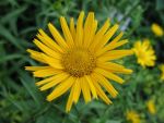 buphtalmum-salicifolium