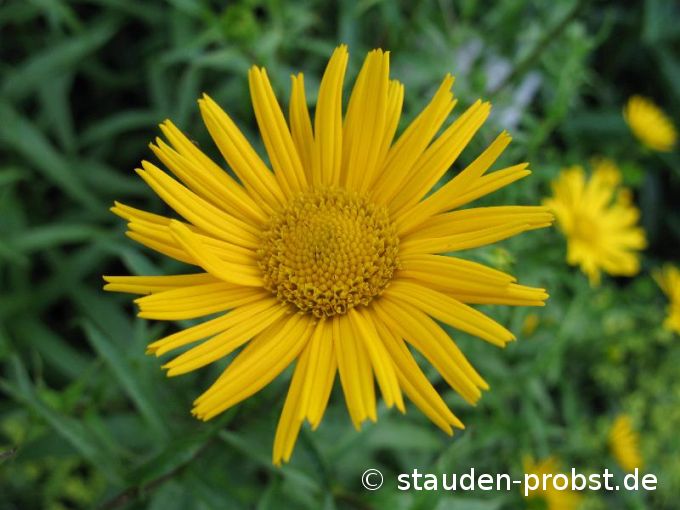 Buphtalmum salicifolium - Ochsenauge, Goldmargerite