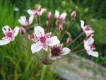 butomus-umbellatus