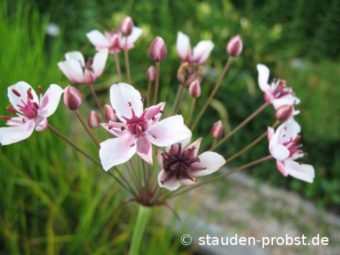 Butomus umbellatus - Blumenbinse, Schwanenblume