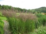 calamagrostis-acutiflora-karl-foerster-2
