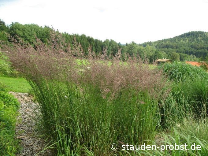 Calamagrostis acutiflora 'Karl Foerster' - Reitgras