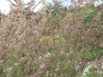 calamagrostis-acutiflora-karl-foerster
