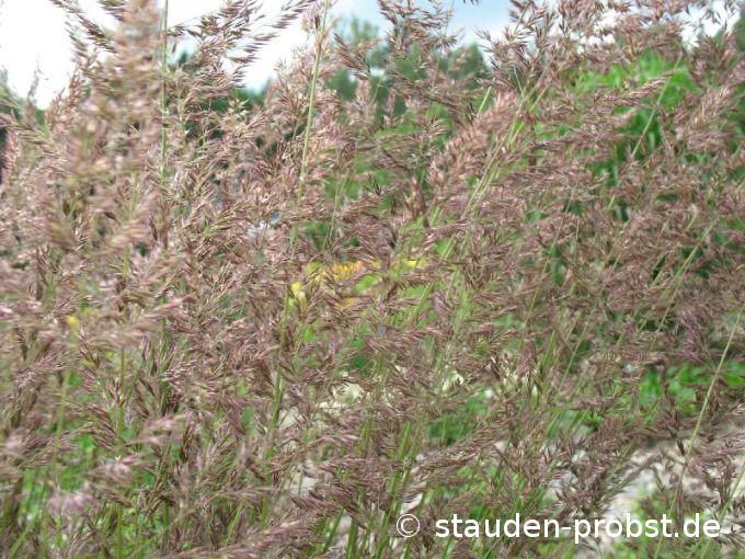 Calamagrostis acutiflora 'Karl Foerster' - Reitgras
