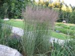 calamagrostis-acutiflora-overdam-2