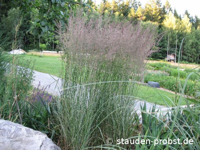 Calamagrostis acutiflora 'Overdam' - Reitgras, Sandrohr
