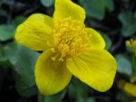 caltha-palustris-2