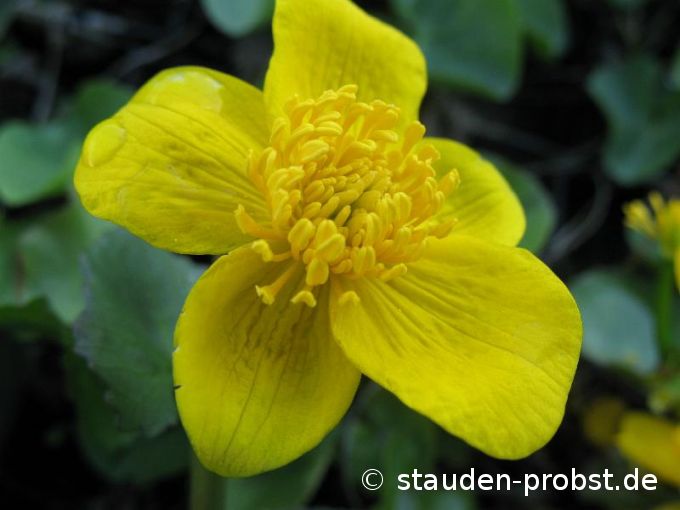 Caltha palustris - Sumpfdotterblume