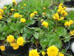 caltha-palustris-multiplex-5