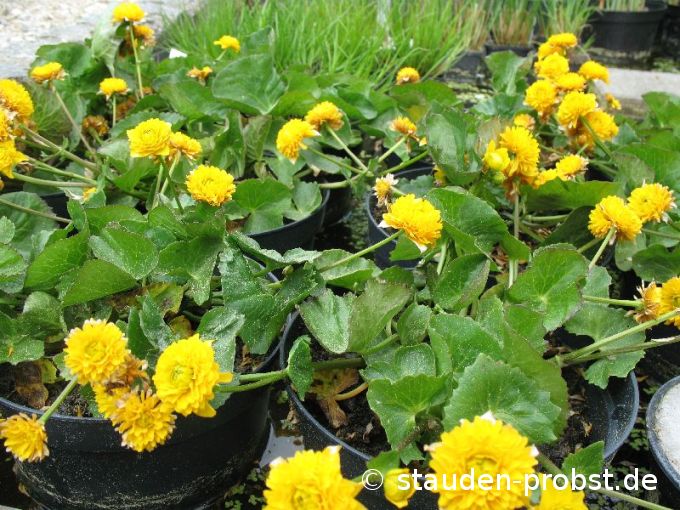 Caltha palustris 'Multiplex' - Sumpfdotterblume