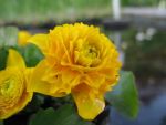 caltha-palustris-multiplex