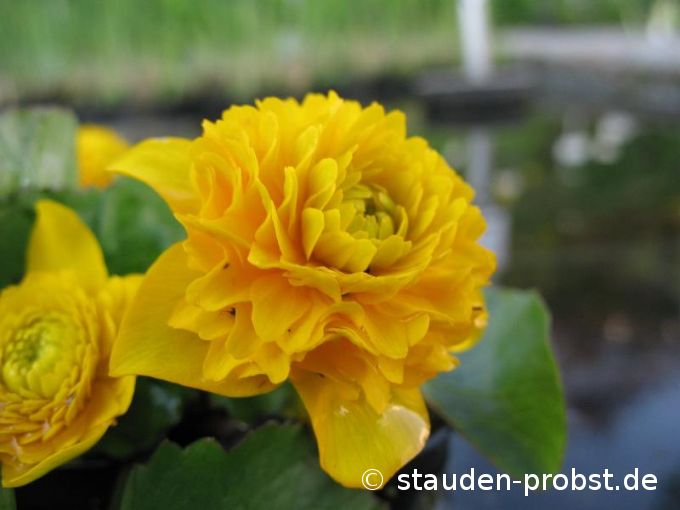 Caltha palustris 'Multiplex' - Dotterblume