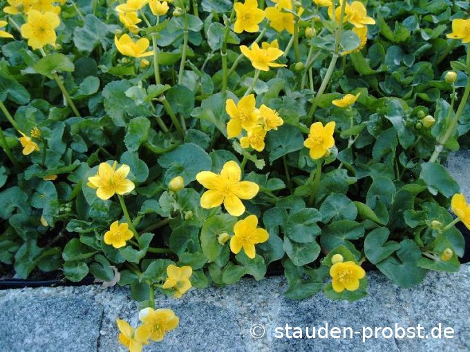 Caltha palustris - Sumpfdotterblume