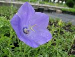 campanula-carpatica-var-turbinata-karl-foerster
