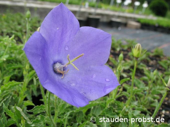 Campanula carpatica v. turbinata 'Karl Foerster' - Karpatenglockenblume