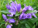 campanula-glomerata-acaulis-2