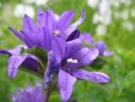 campanula-glomerata-acaulis