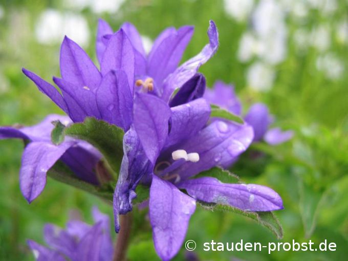 Campanula glomerata 'Acaulis' - Knäuelglockenblume
