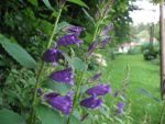 campanula-latifolia-var-macrantha-2