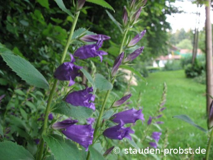Campanula latifolia var. macrantha - Waldglockenblume