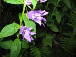 campanula-latifolia-var-macrantha