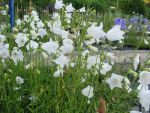 campanula-persicifolia-alba-2