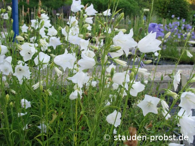 Campanula persicifolia 'Alba' - Pfirsichblättrige Glockenblume