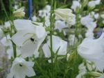 campanula-persicifolia-alba