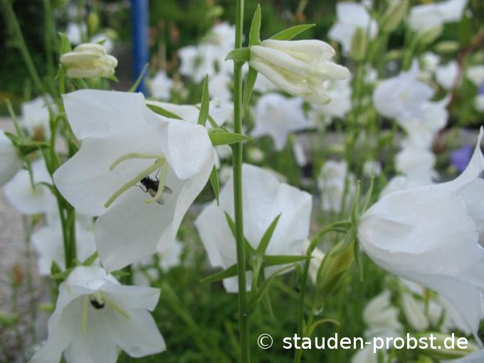 Campanula persicifolia 'Alba' - Pfirsichblättrige Glockenblume