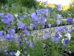 campanula-persicifolia-grandiflora-2