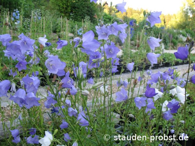 Campanula persicifolia 'Grandiflora' - Pfirsichblättrige Glockenblume