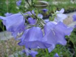 campanula-persicifolia-grandiflora